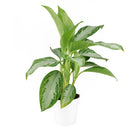 buy chinese evergreen leprechaun live houseplant 4 inch online, vibrant glossy foliage with layered green and creamy yellow patterning, compact tropical form with short sturdy stems, tolerates dry indoor air and irregular watering, beautiful on desks counters or in kitchen spaces with ambient light, a charming and lasting gift for any plant enthusiast, grower pot