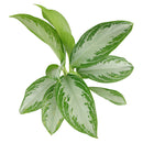 buy chinese evergreen leprechaun live houseplant 4 inch online, vibrant glossy foliage with layered green and creamy yellow patterning, compact tropical form with short sturdy stems, tolerates dry indoor air and irregular watering, beautiful on desks counters or in kitchen spaces with ambient light, a charming and lasting gift for any plant enthusiast, grower pot