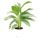 buy chinese evergreen leprechaun live houseplant 4 inch online, vibrant glossy foliage with layered green and creamy yellow patterning, compact tropical form with short sturdy stems, tolerates dry indoor air and irregular watering, beautiful on desks counters or in kitchen spaces with ambient light, a charming and lasting gift for any plant enthusiast, grower pot