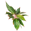 6" pot chinese evergreen 'red siam' live plant for sale, large glossy lance-shaped leaves in red green and pink, slow growing upright clumper, tolerates low light and average indoor humidity, easy care long-lasting tropical, a bold decorative statement for floor or shelf, wonderful gift for plant lovers