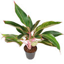 6" pot chinese evergreen 'red siam' live plant for sale, large glossy lance-shaped leaves in red green and pink, slow growing upright clumper, tolerates low light and average indoor humidity, easy care long-lasting tropical, a bold decorative statement for floor or shelf, wonderful gift for plant lovers