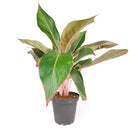 6" pot chinese evergreen 'red siam' live plant for sale, large glossy lance-shaped leaves in red green and pink, slow growing upright clumper, tolerates low light and average indoor humidity, easy care long-lasting tropical, a bold decorative statement for floor or shelf, wonderful gift for plant lovers