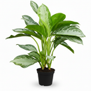 6" pot chinese evergreen 'silver bay' live plant for sale, silvery variegated leaves with feathered dark green margins, glossy leaf surface with matte silver overlay, upright clumping tropical growth habit, easy care and drought-forgiving nature, stunning addition to bohemian or modern home decor, a thoughtful and long-lasting gift for any occasion