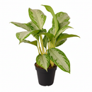 6" pot chinese evergreen 'silver bay' live plant for sale, silvery variegated leaves with feathered dark green margins, glossy leaf surface with matte silver overlay, upright clumping tropical growth habit, easy care and drought-forgiving nature, stunning addition to bohemian or modern home decor, a thoughtful and long-lasting gift for any occasion