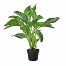 6" pot chinese evergreen 'silver bay' live plant for sale, silvery variegated leaves with feathered dark green margins, glossy leaf surface with matte silver overlay, upright clumping tropical growth habit, easy care and drought-forgiving nature, stunning addition to bohemian or modern home decor, a thoughtful and long-lasting gift for any occasion