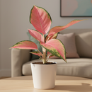 buy chinese evergreen 'pink pearl' live houseplant 4" pot online, glossy variegated foliage with vivid rose-pink and emerald green tones, slow-growing upright perennial, tolerates low humidity and indoor conditions, easy care beginner-friendly tropical, a beautiful and thoughtful housewarming gift