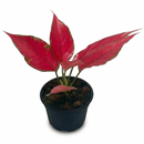 4" pot chinese evergreen 'ruby garuda' live houseplant for sale, rich red and green variegated leaves with colored veining, bushy tropical form, thrives in indirect light, beginner friendly houseplant, vibrant statement piece for modern home decor, a thoughtful gift for anyone who loves bold foliage plants