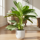 6" pot chinese evergreen 'silver bay' live plant for sale, silvery variegated leaves with feathered dark green margins, glossy leaf surface with matte silver overlay, upright clumping tropical growth habit, easy care and drought-forgiving nature, stunning addition to bohemian or modern home decor, a thoughtful and long-lasting gift for any occasion