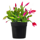 christmas cactus, thanksgiving cactus, how to care for a christmas cactus, thanksgiving cactus care, Christmas Cactus Thanksgiving Cactus for sale