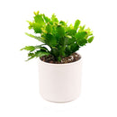 christmas cactus, thanksgiving cactus, how to care for a christmas cactus, thanksgiving cactus care, Christmas Cactus Thanksgiving Cactus for sale