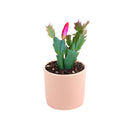 christmas cactus, thanksgiving cactus, how to care for a christmas cactus, thanksgiving cactus care, Christmas Cactus Thanksgiving Cactus for sale