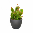 christmas cactus where to buy, yellow christmas cactus, christmas cactus plant, how to take care of christmas cactus, christmas cactus near me, white christmas cactus, christmas cactus for sale