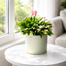 christmas cactus where to buy, yellow christmas cactus, christmas cactus plant, how to take care of christmas cactus, christmas cactus near me, white christmas cactus, christmas cactus for sale