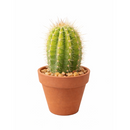 Echinopsis Huascha Hybrid Cactus