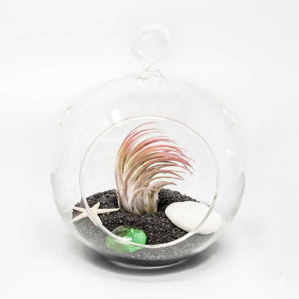 air plants glass bowls Air Plant Black Beach Terrarium Kit