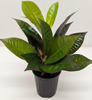 3" pot croton 'iceton' live houseplant for sale, striking oval leaves maturing from lime green to burgundy and red, dense upright shrub habit, richly veined tropical foliage, humidity-loving warm-climate plant, a bold architectural statement piece for shelves or floor displays, a colorful and memorable gift for any plant lover