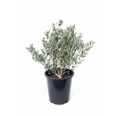 6 inch Olive Topiary Tree, 6 inch olea europaea, 6 inch live houseplant for sale, olea europaea plant for sale