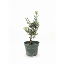 6 inch Olive Topiary Tree, 6 inch olea europaea, 6 inch live houseplant for sale, olea europaea plant for sale