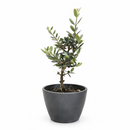 6 inch Olive Topiary Tree, 6 inch olea europaea, 6 inch live houseplant for sale, olea europaea plant for sale