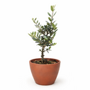 6 inch Olive Topiary Tree, 6 inch olea europaea, 6 inch live houseplant for sale, olea europaea plant for sale