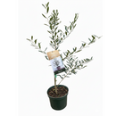 6 inch Olive Topiary Tree, 6 inch olea europaea, 6 inch live houseplant for sale, olea europaea plant for sale
