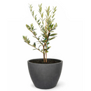 6 inch Olive Topiary Tree, 6 inch olea europaea, 6 inch live houseplant for sale, olea europaea plant for sale