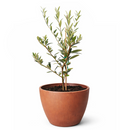 6 inch Olive Topiary Tree, 6 inch olea europaea, 6 inch live houseplant for sale, olea europaea plant for sale