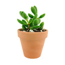 buy crassula congesta green beans live succulent 2 inch online, displaying tightly clustered velvety oval leaves on a compact single stem, green to gray-green foliage with a sculptural architectural form, thrives in bright light with minimal watering, an adorable and easy-care succulent gift for any occasion