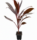 3 inch Cordyline 'Calypso Queen', Cordyline 'Calypso Queen' near me, buy Cordyline 'Calypso Queen' online, colorful houseplants