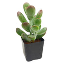 Cotyledon higginsae