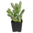 Cotyledon higginsae