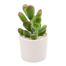 Cotyledon higginsae