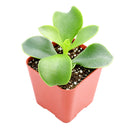 Cotyledon orbiculata 'Macrantha'
