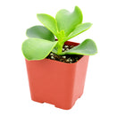 Cotyledon orbiculata 'Macrantha'