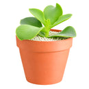 Cotyledon orbiculata 'Macrantha'