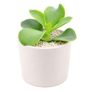 Cotyledon orbiculata 'Macrantha'
