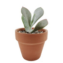 buy Cotyledon Orbiculata Pig's Ear live succulent 2 inch online, broad grey-green rounded leaves with characteristic deep red margin detail, farina-coated surface giving the plant a naturally frosted silvery look, upright non-trailing growth habit wi