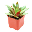 Crassula orbicularis var. rosularis