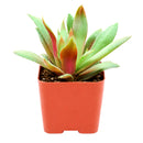 Crassula orbicularis var. rosularis