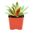 Crassula orbicularis var. rosularis