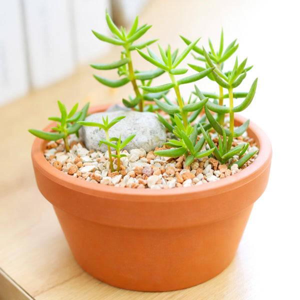 Crassula tetragona Miniature Pine - Easy Care Succulent