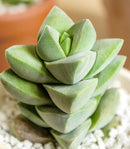 Crassula Moonglow Succulent