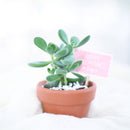 buy crassula congesta green beans live succulent 2 inch online, displaying tightly clustered velvety oval leaves on a compact single stem, green to gray-green foliage with a sculptural architectural form, thrives in bright light with minimal watering, an adorable and easy-care succulent gift for any occasion