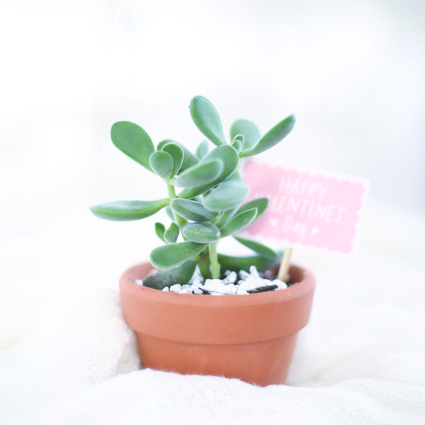 Crassula Congesta Green Beans - Chubby Succulent Plant and Care Guide