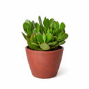 6 inch Crassula Ovata Obliqua Jade Plant in black plastic pot, Crassula Ovata Obliqua Jade Plant for sale, buy Crassula Ovata Obliqua Jade Plant online