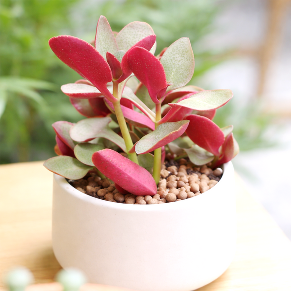 red crassula succulent Crassula multicava 'Fairy Crassula' | Easy-Care Shade Tolerant Succulent