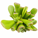 Crassula ovata 'Ogre Ears' Jade