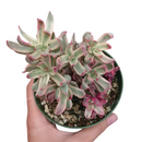 Crassula Candy Cane Rubricaulis