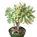 buy crested aeonium sunburst live succulent 6 inch online, large spreading crest with dense contorted fans and rippled silhouette, vivid creamy yellow and green variegated leaves accented with soft pink blush, rare cristata form slow grower with mini