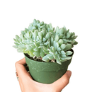 4 inch crested echeveria topsy turvy live succulent for sale, unique crested growth point forming undulating leaf fans, powdery silvery farina over blue-green fleshy leaves, wide-spreading slow-growing compact form for containers, beginner-friendly easy care drought tolerant succulent, stunning decorative display piece for shelves or desks, rare collector succulent ideal as a special gift